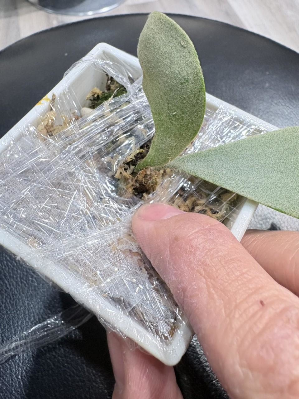 第2株 - 特選爪哇