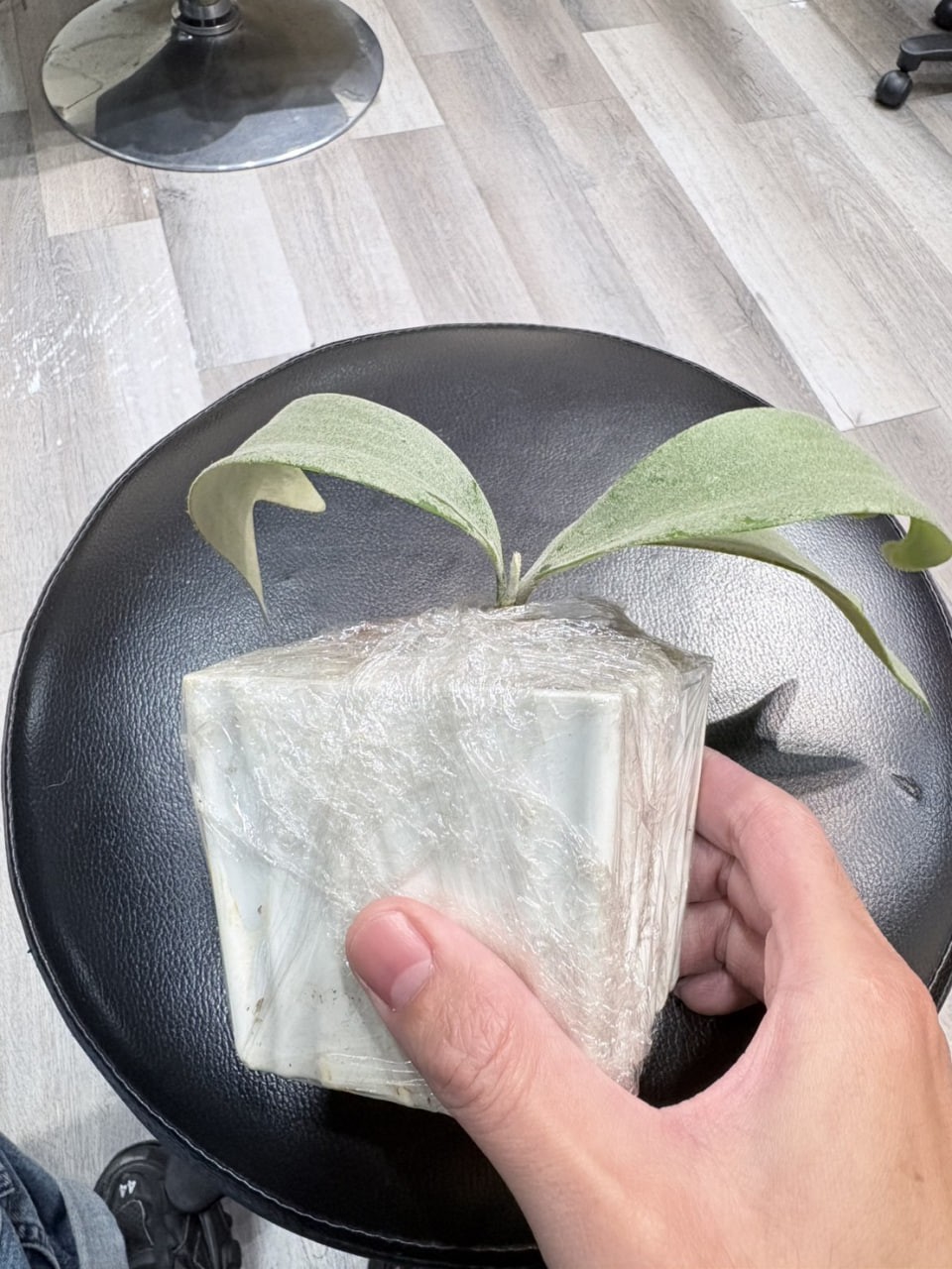 第4株 - 特選爪哇