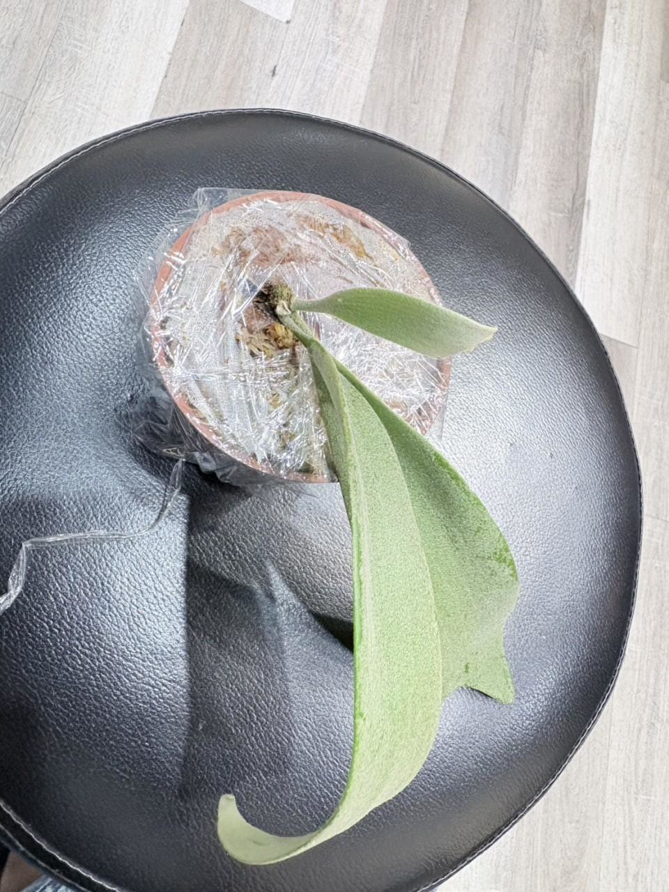 第5株 - 特選爪哇