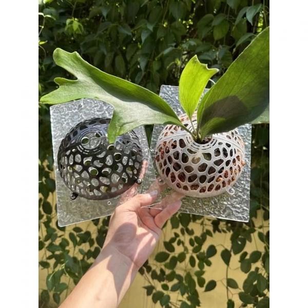 上鹿神球 - 圖 2