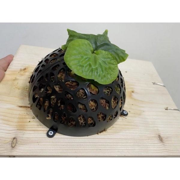 上鹿神球 - 圖 5