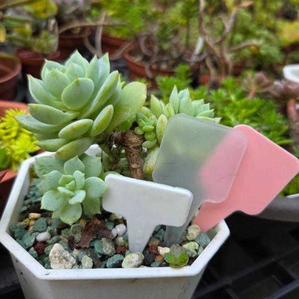 小惡魔標籤 花牌