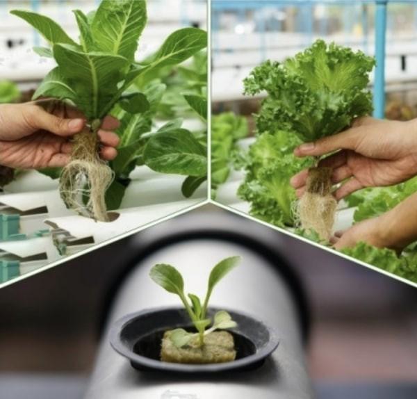 岩綿育苗塊 - 圖 2