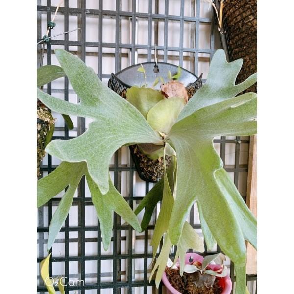 植栽附生網 (2片裝含螺絲) - 圖 2