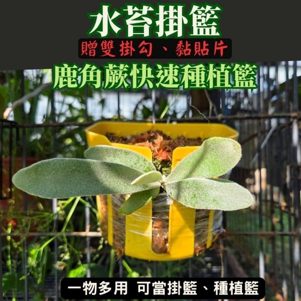 水苔掛籃 鹿角蕨快速種植 - 圖 2