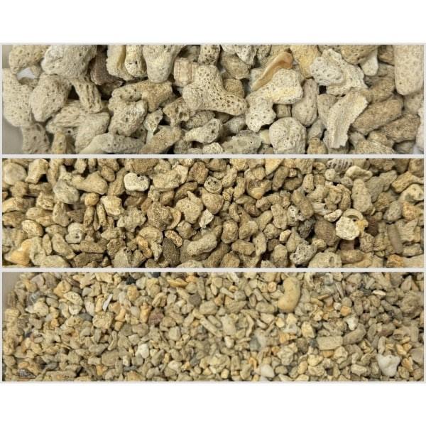 珊瑚骨/珊瑚 - 圖 2