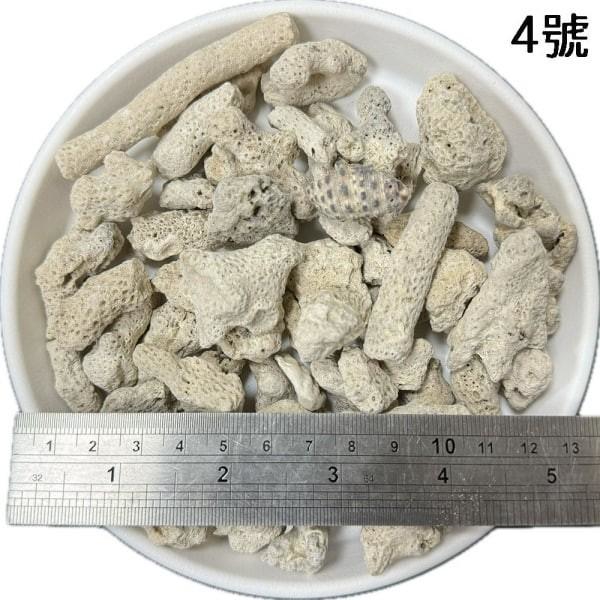 珊瑚骨/珊瑚 - 圖 5