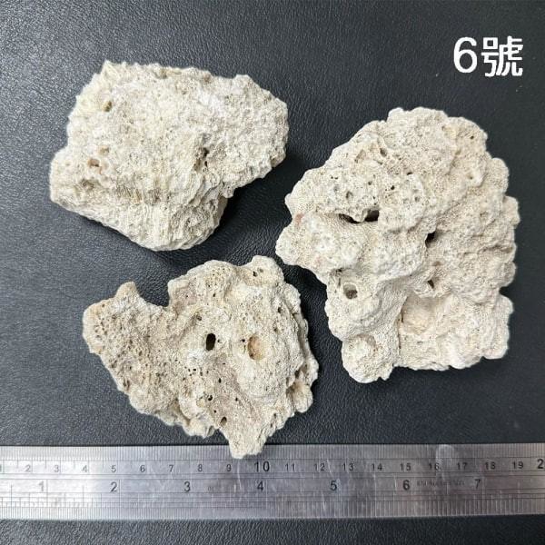 珊瑚骨/珊瑚 - 圖 7