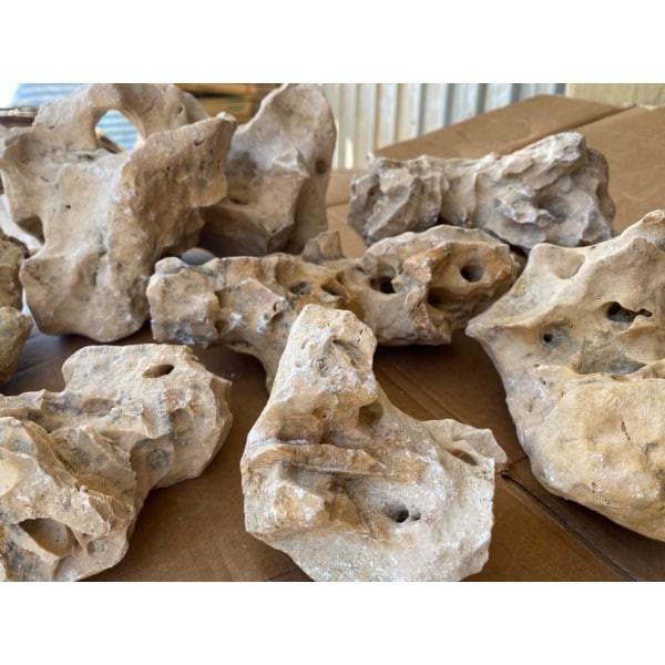 美國咕咾石/珊瑚石 1公斤/數量隨機