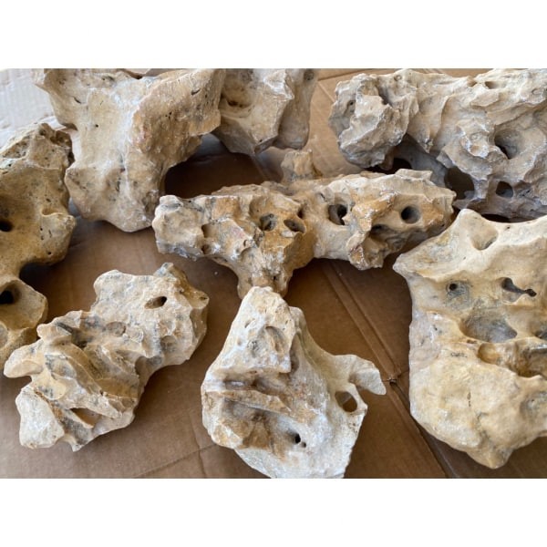 美國咕咾石/珊瑚石 1公斤/數量隨機 - 圖 5